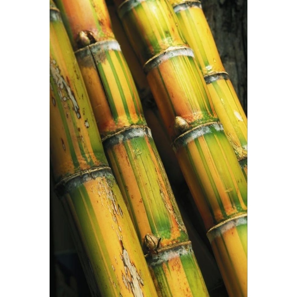 Tebu Kuning Manis Siap Konsumsi Dan Siap Tanam