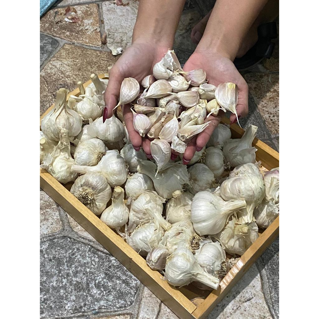 

Bawang putih Kating Murah Langsung Petani Selalu FRESH