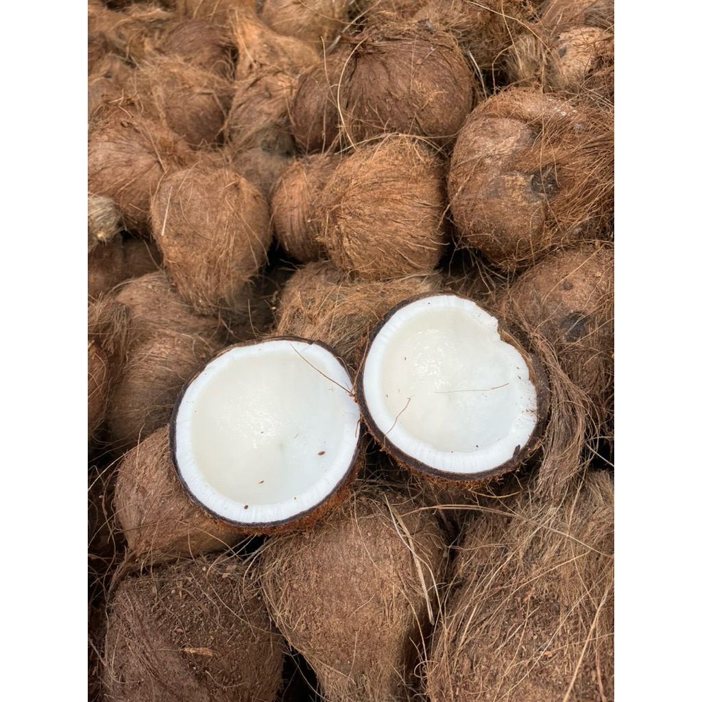 

Kelapa Kupas Tua Segar Kualitas Super terbaik