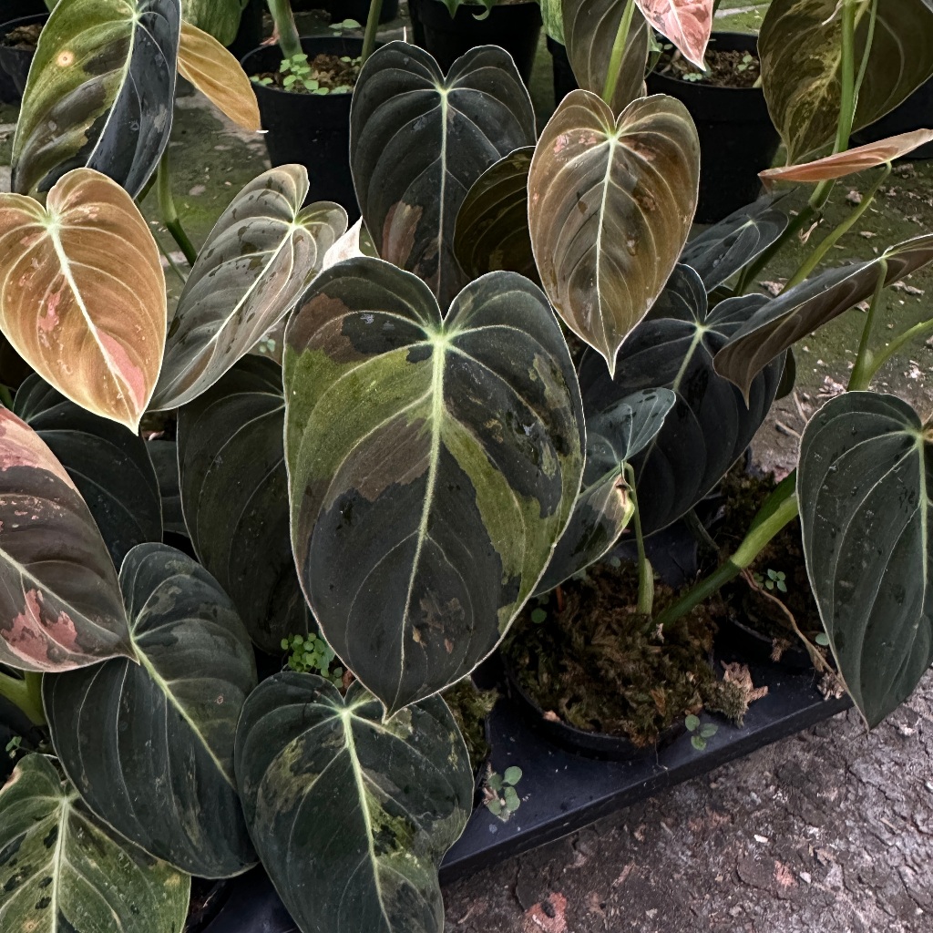 Philodendron Melanochrysum Variegata| Philodendron| Philo