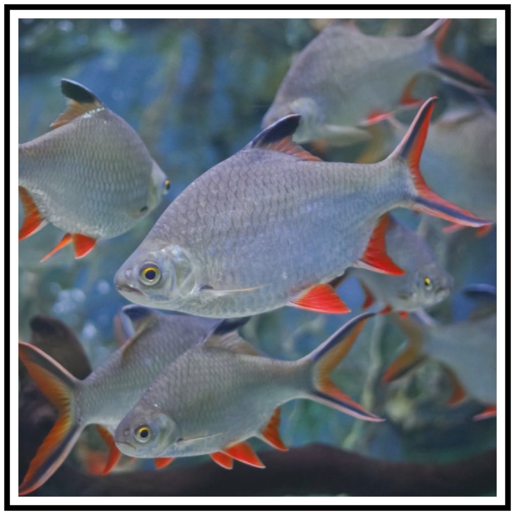 Moms_Syafa Kaviat Hijau Ikan Bergaransi Stok