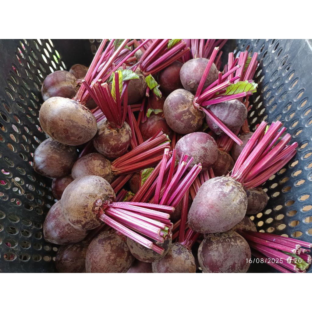 

buah bit beet root segar 1kg