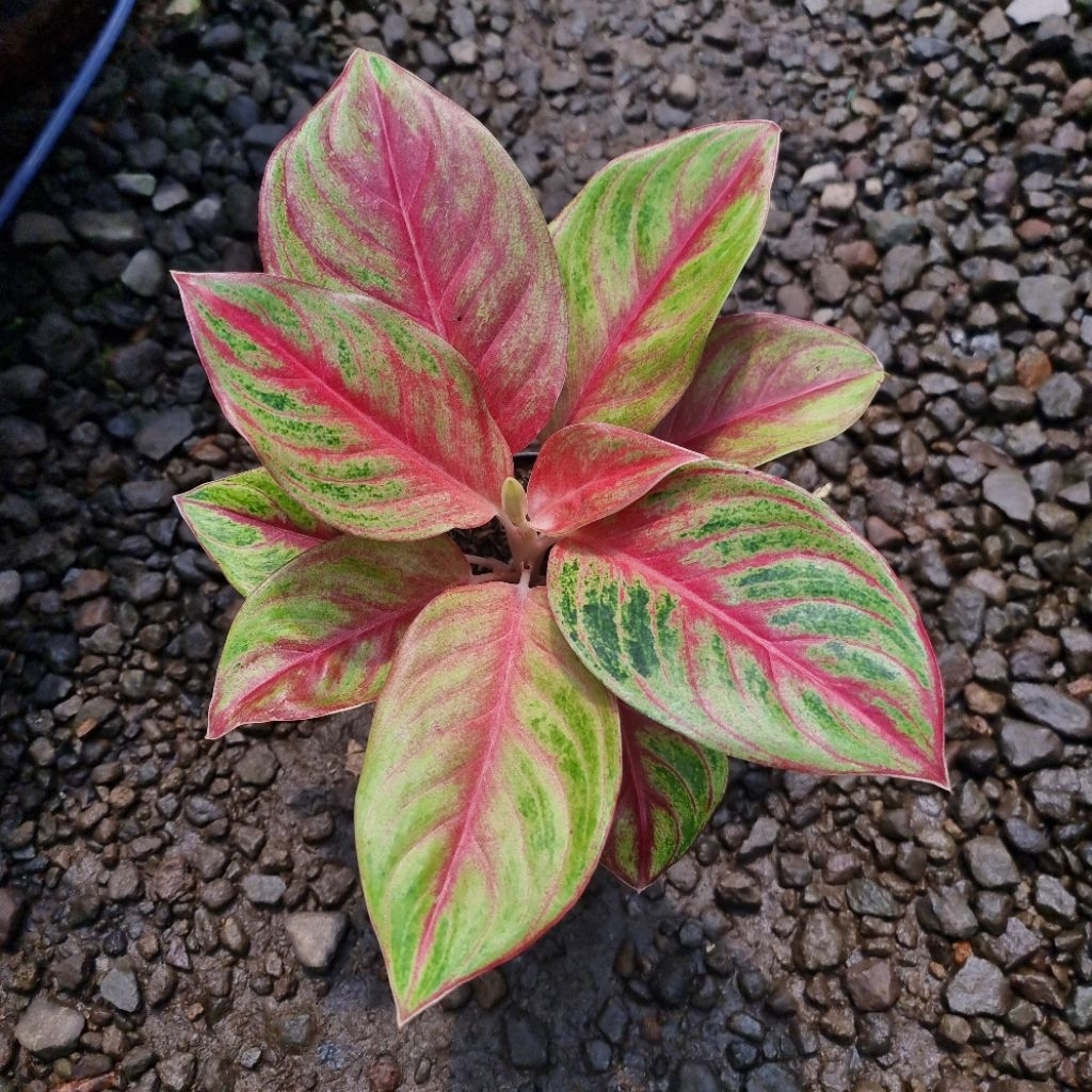 tanaman hias aglonema sweet heart.( tanian lokal )