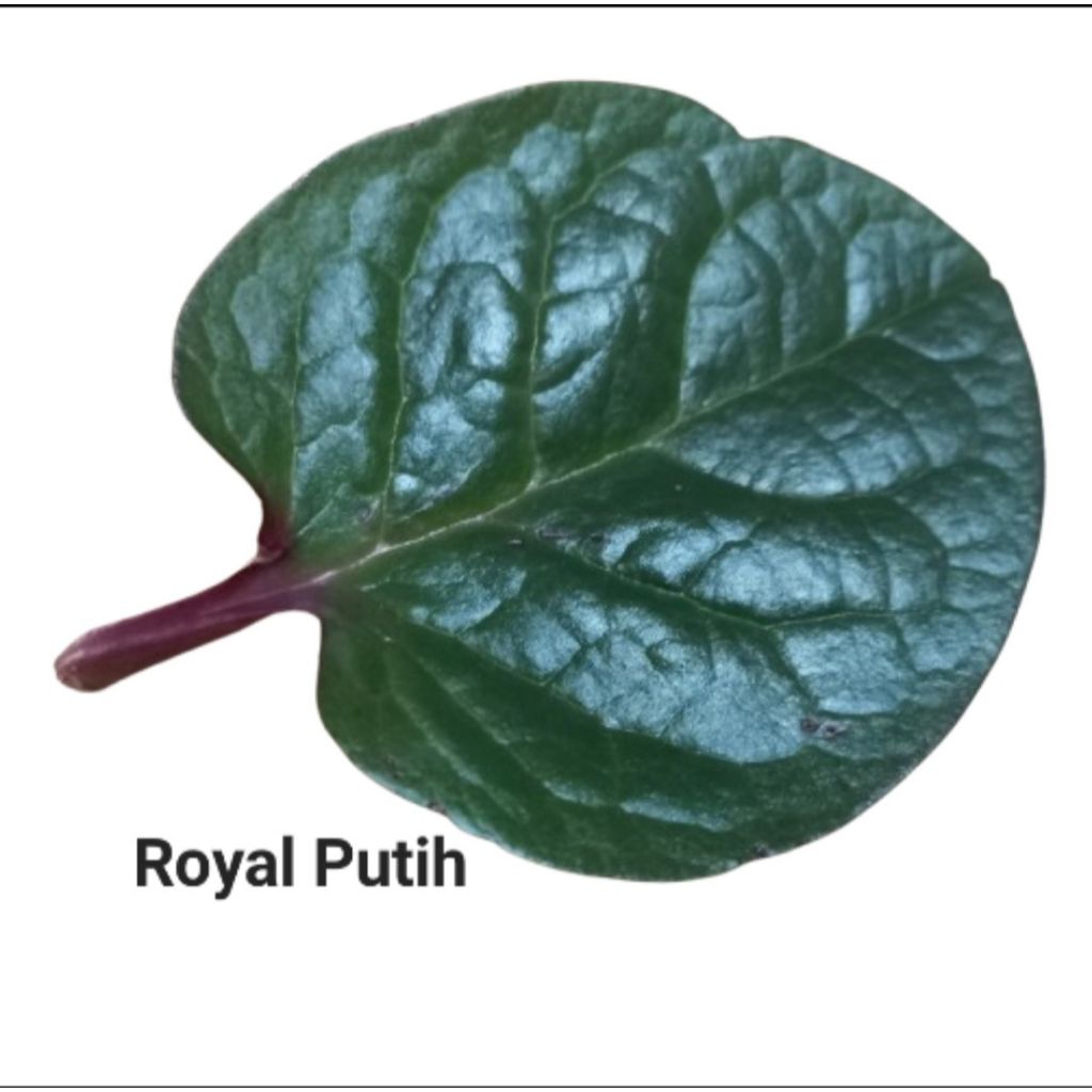 

DAUN GENDOLA / DAUN BINAHONG MERAH / DAUN BRAHMA PERLEMBAR SEGAR ORGANIK HERBAL PETIK SAAT ADA ORDER