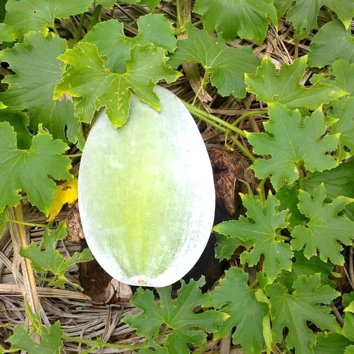 

GUNDUR KUNDUR FRESS LANGSUNG PETIK UNTUK SAYUR