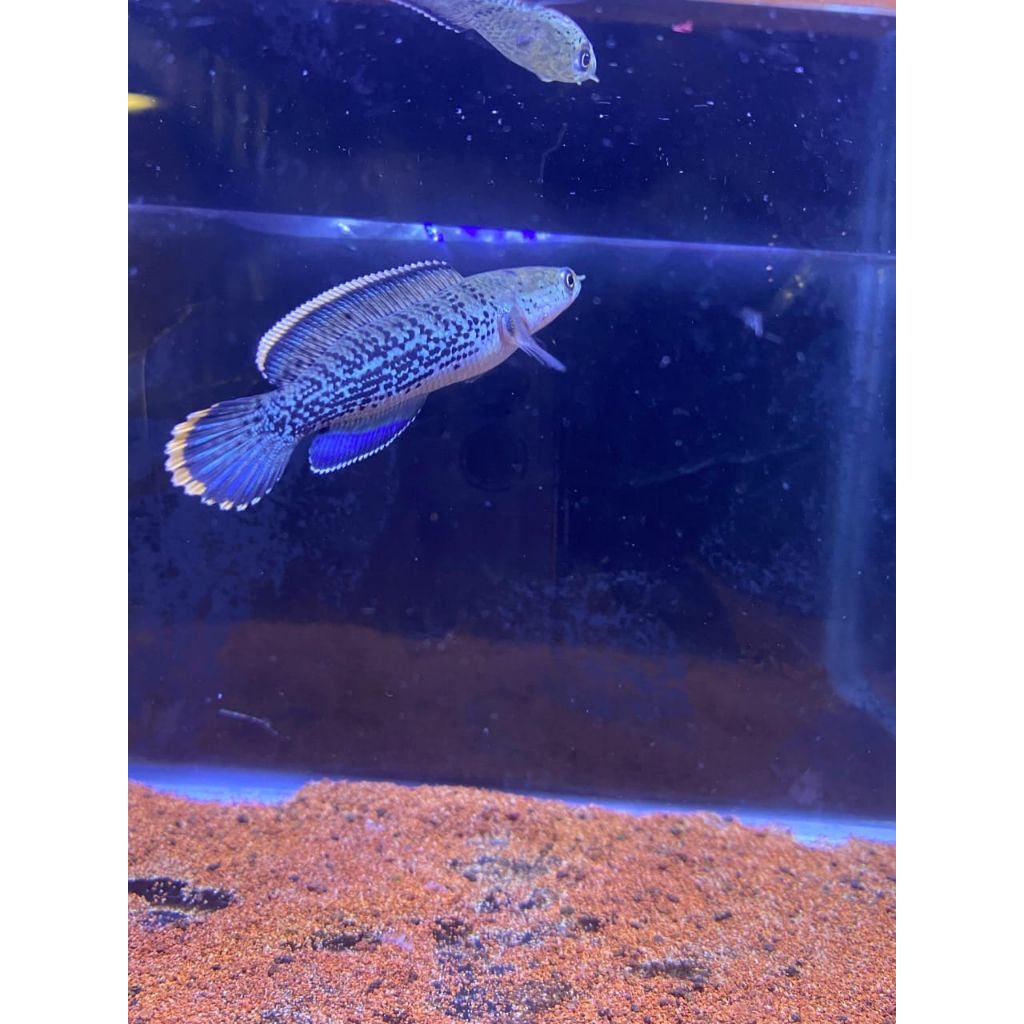 stewarti karbi 7-8cm berkualitas