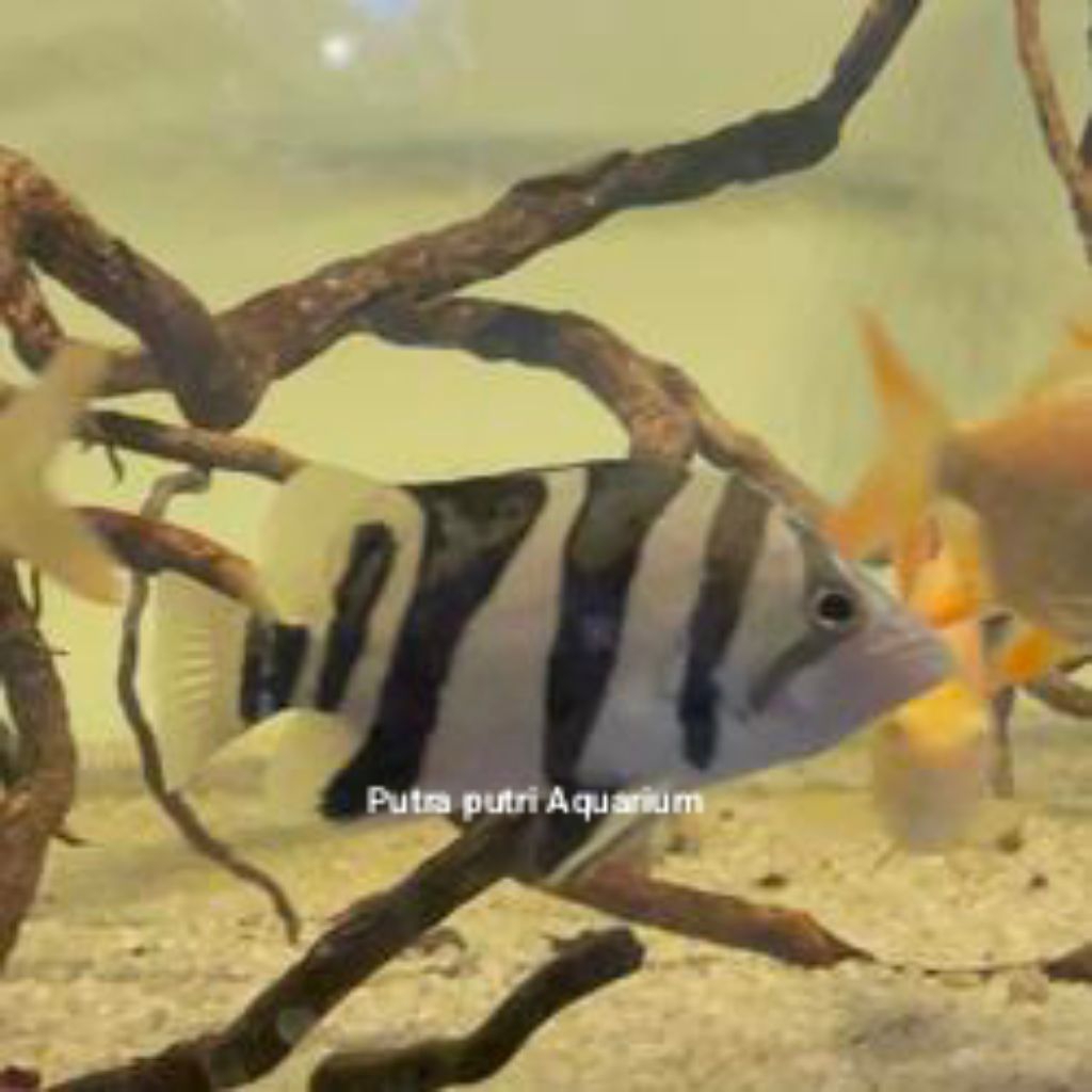 Hiasan Aquarium Datz 3 bar