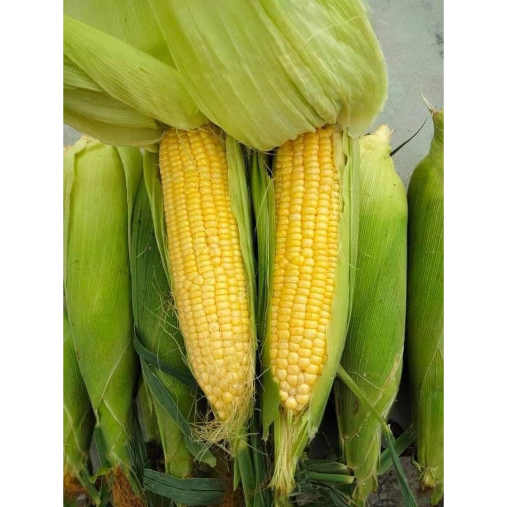 

JAGUNG MANIS ISI 3 BIJI