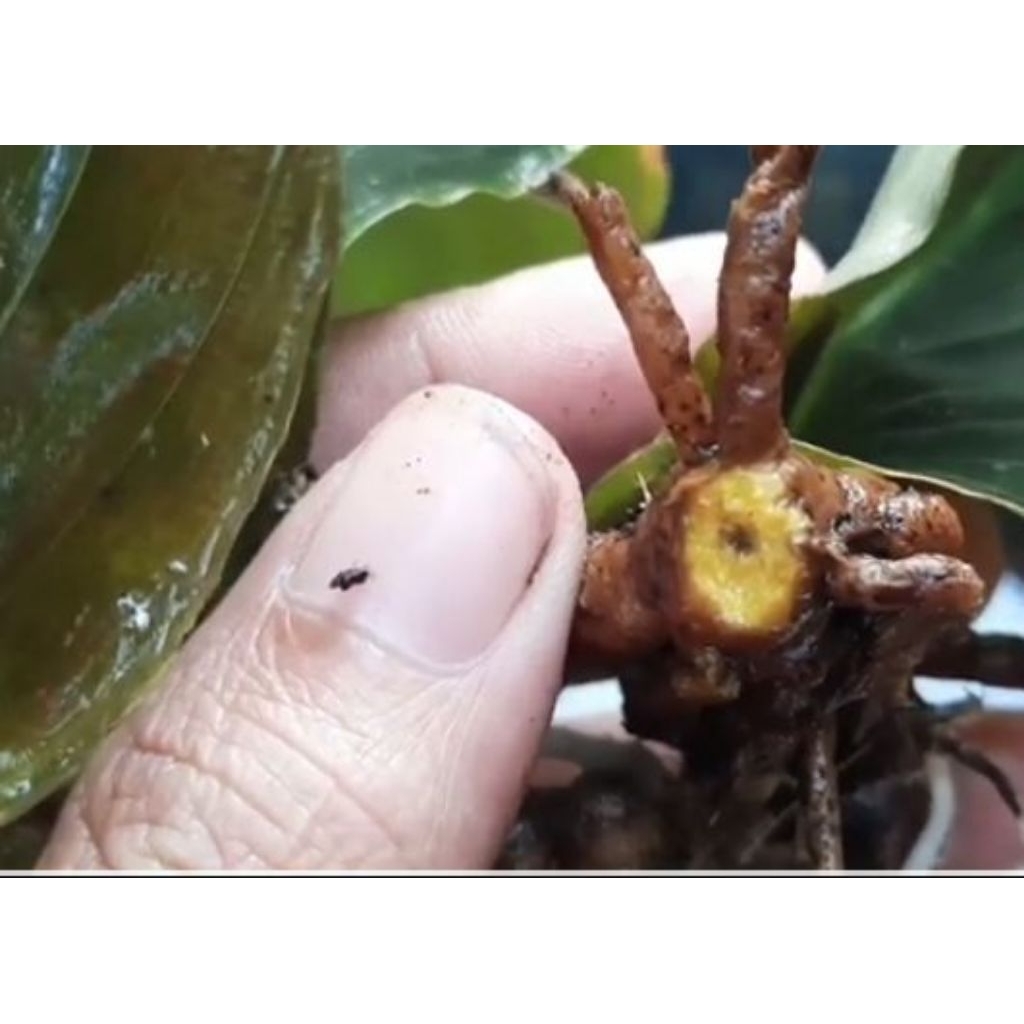 

kencur hitam asli original 50gr umbi kuning