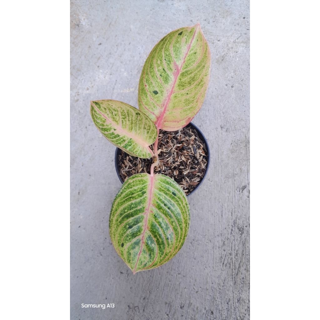 Aglonema GOLIATH (Remaja Daun 3+) (4)