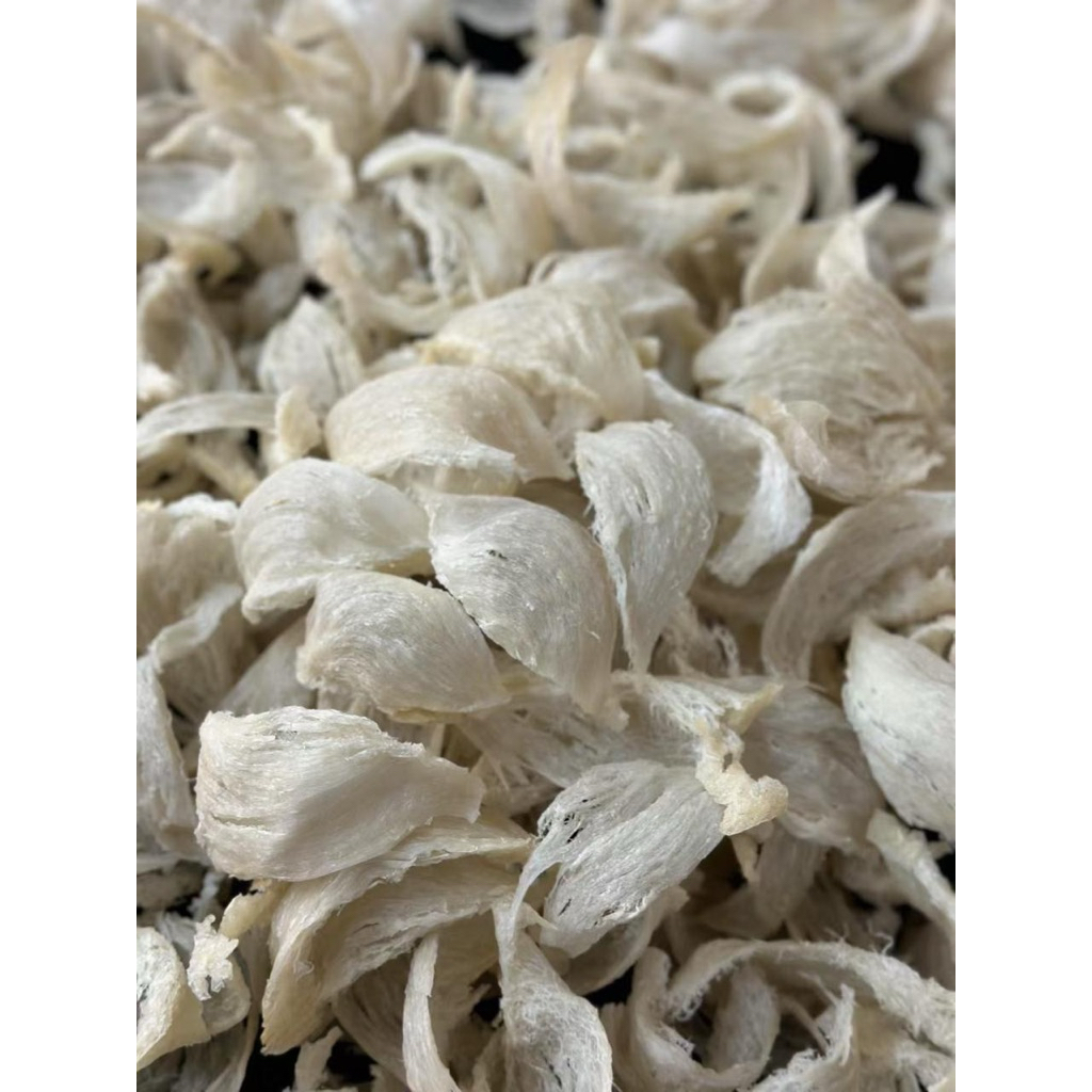 

Oriental Birdnest Sarang Burung Walet Patahan Besar