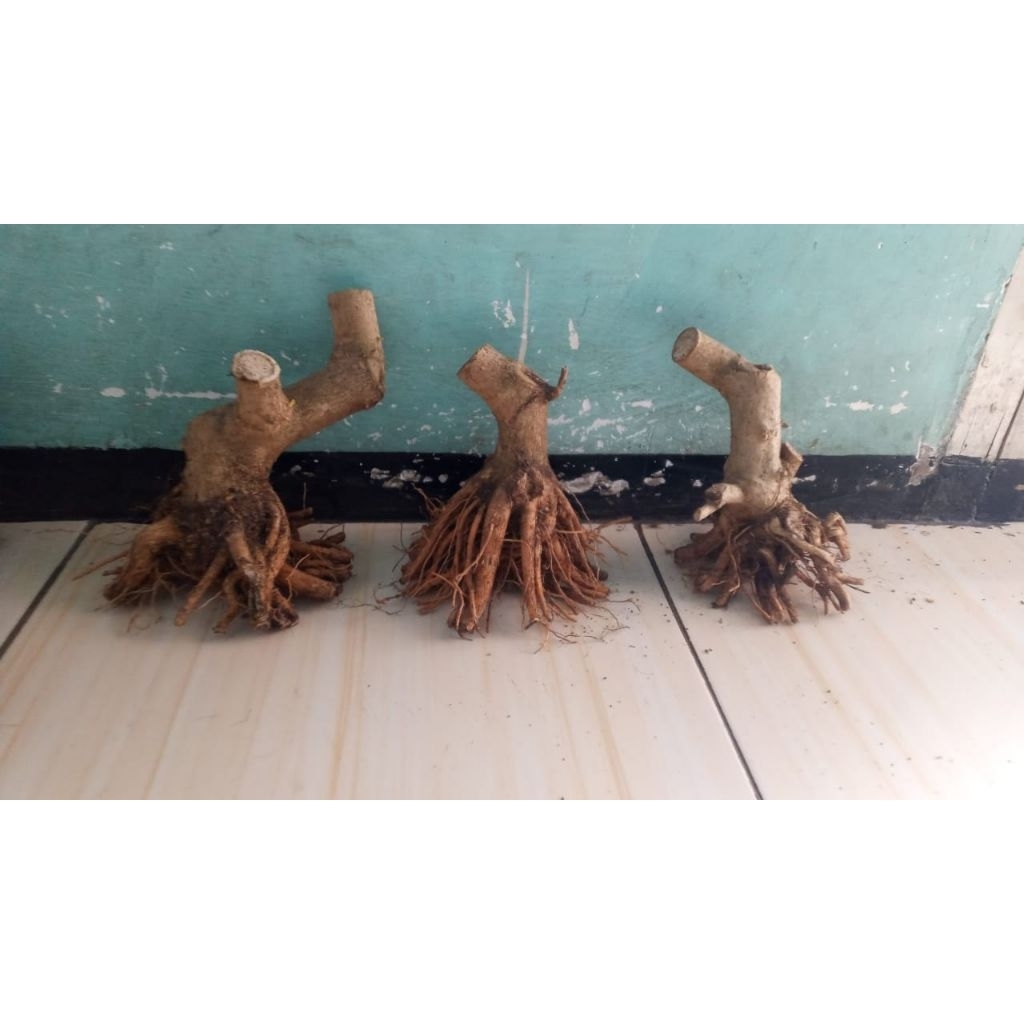 bahan bonsai sancang prospek. mame bogel.formal
