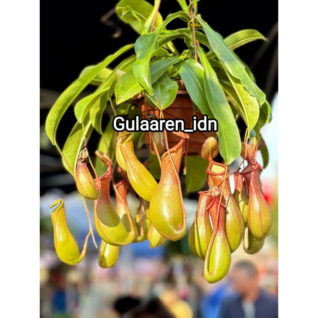 Kantong Semar - tanaman karnivora