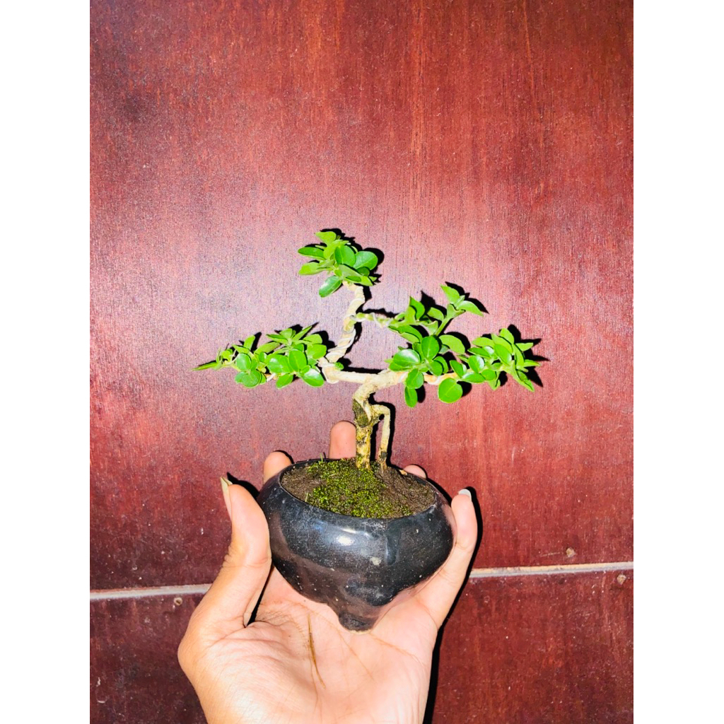 bonsai mame sisir siap pajang