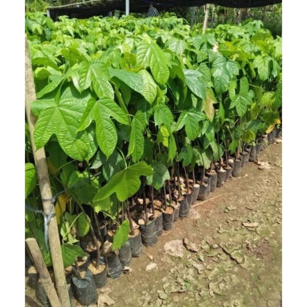 Bibit tanaman pucung/kluwek