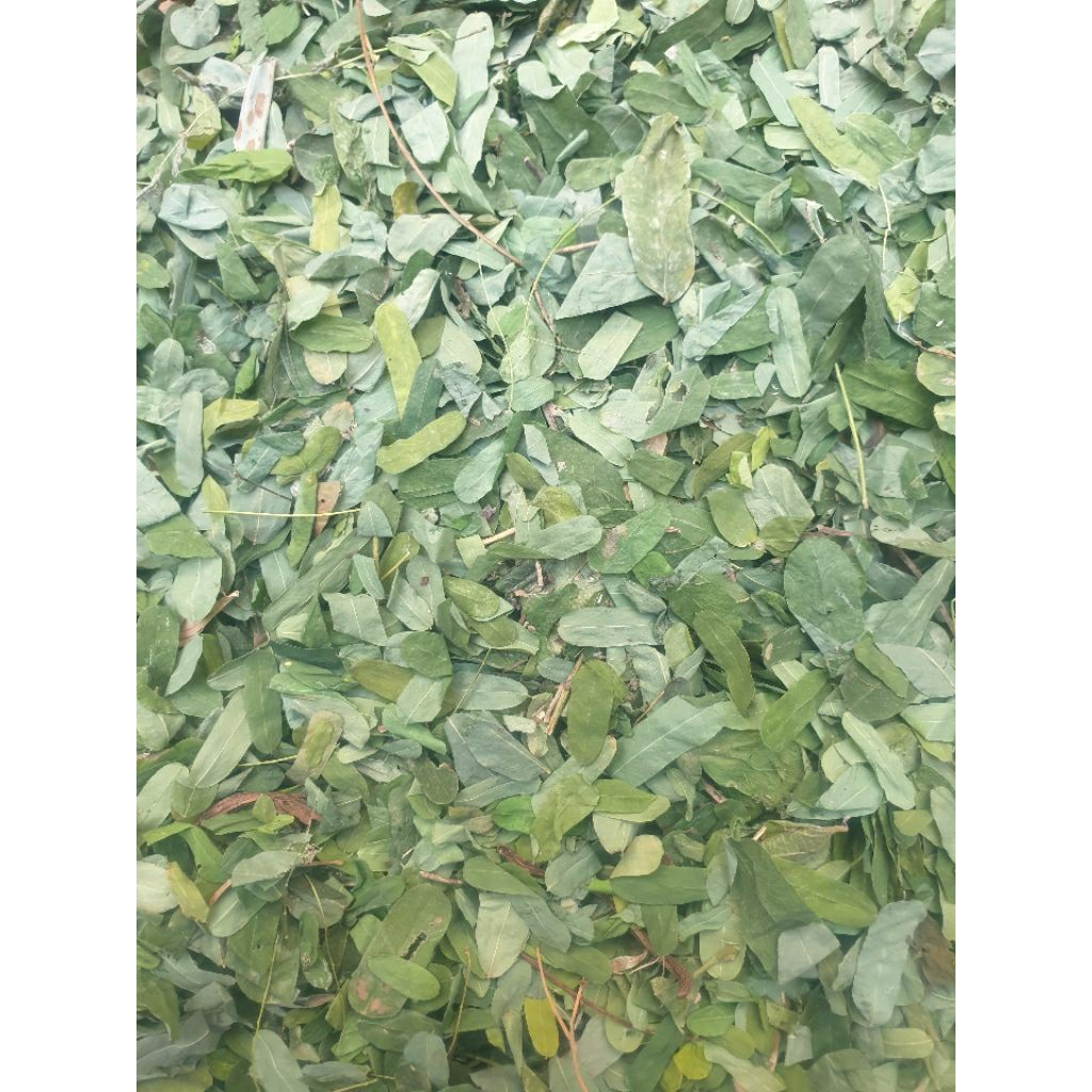 

Daun Saga Manis 1kg