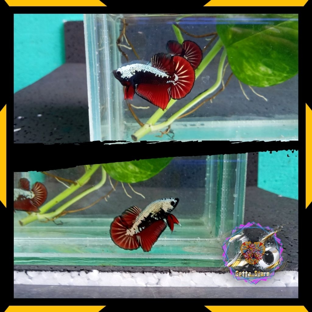 Samurai red/cupang samurai/plakat red samurai