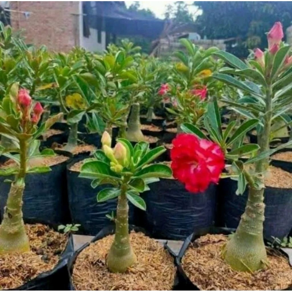 tanaman bunga kamboja bonsai