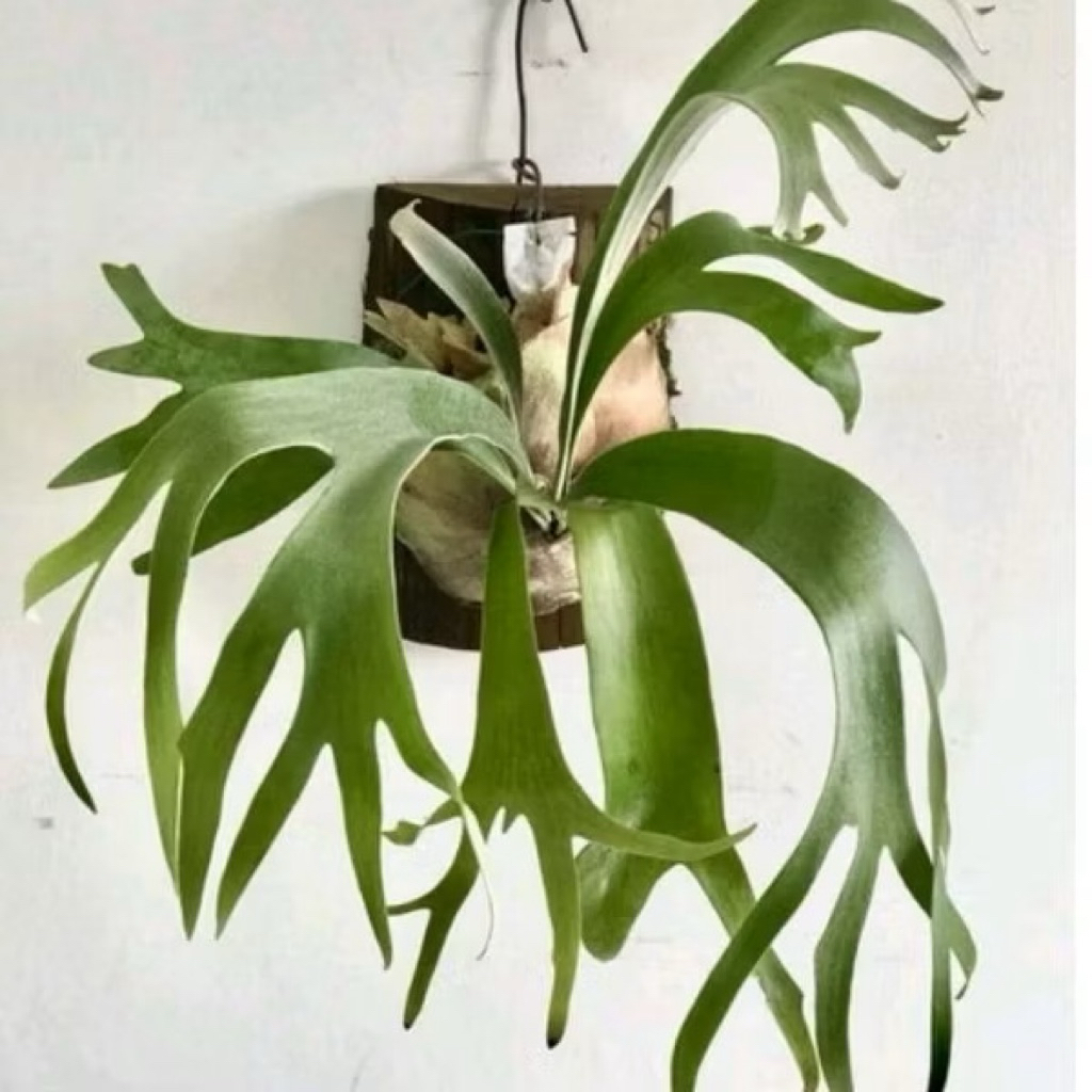 Tanaman kadaka tanduk rusa - tanaman Hias hidup kandaka - menempel dinding