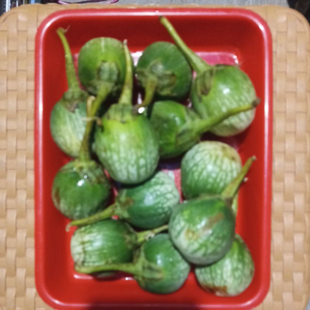 

Terong Bulat Hijau Segar