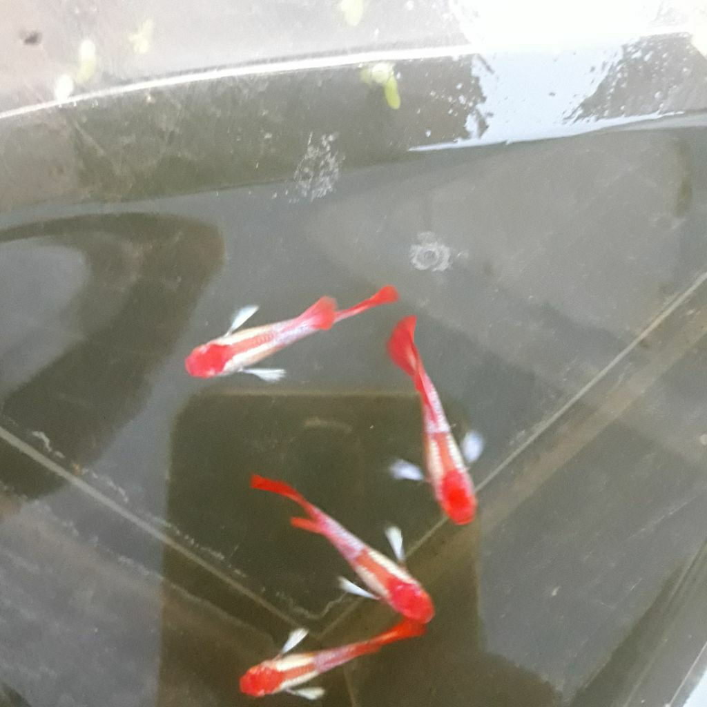 boneka guppy albino PRT Koi white ear