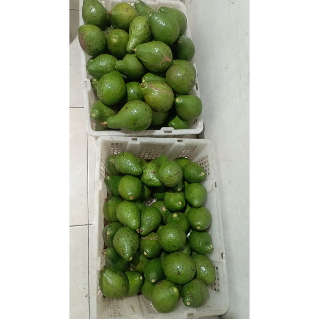 

BUAH ALPUKAT SETENGAH KILO
