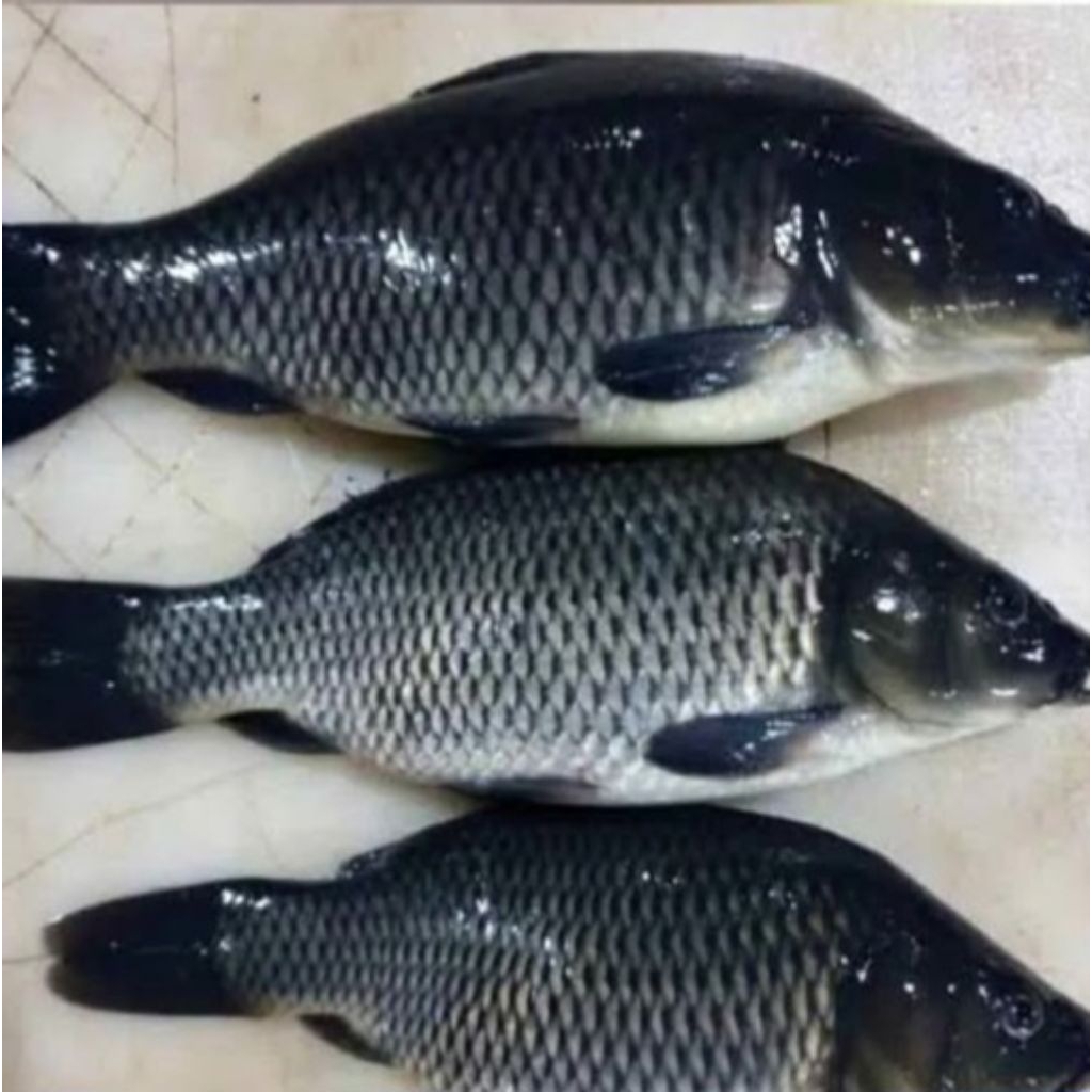 

IKAN MAS SEGAR / IKAN MAS MARINASI 1KG