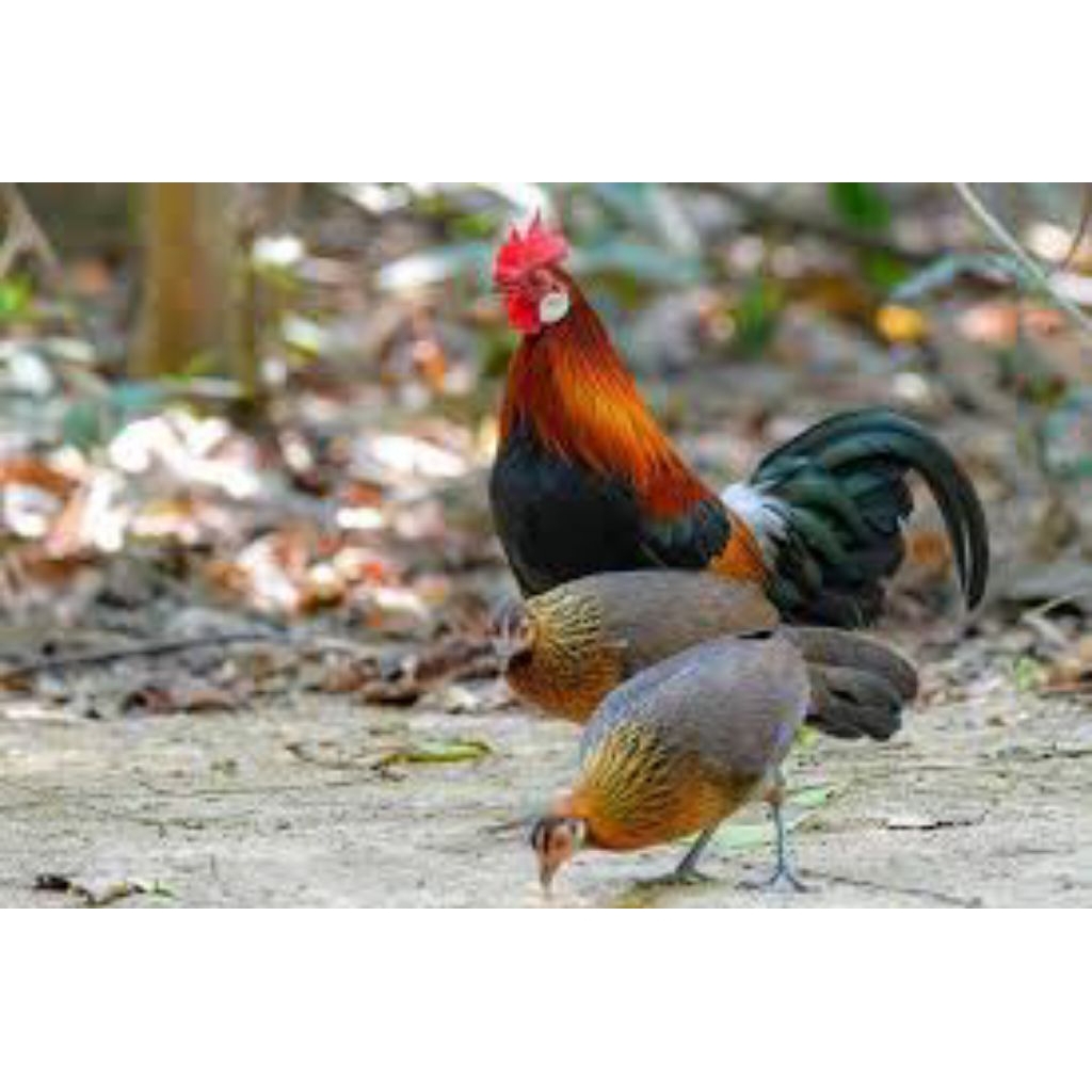 

telur fertil ayam hutan/gallus-gallus siap tetas