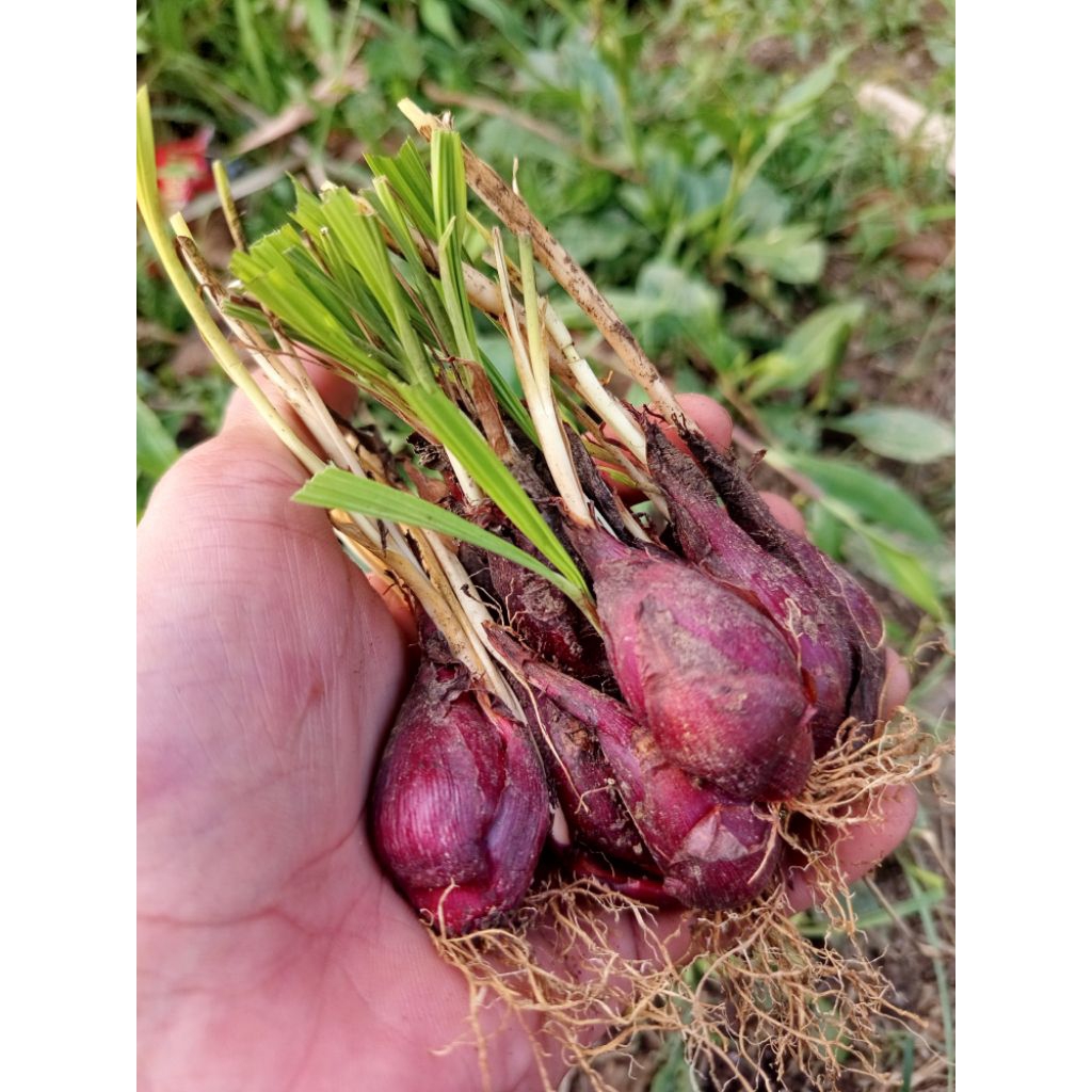 

BAWANG dayak segar asli 1kg