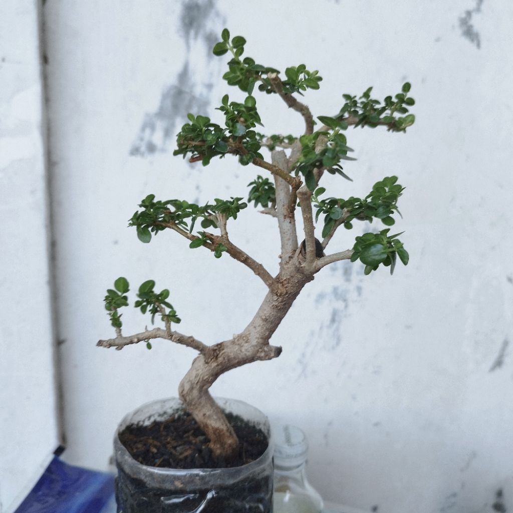 Bonsai Sancang Meliuk