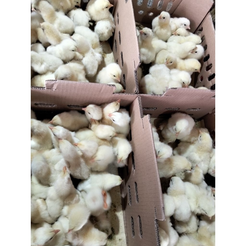 

ayam broiler - bibit ayam broiler -bibit ayam pedaging cepat besar broiler