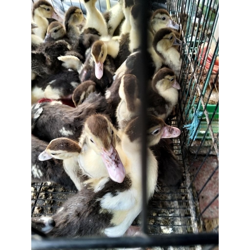 entok 1 bulan - bibit entok 1 bulan - entok asli 1 bulan - entok lokal 1 bulan