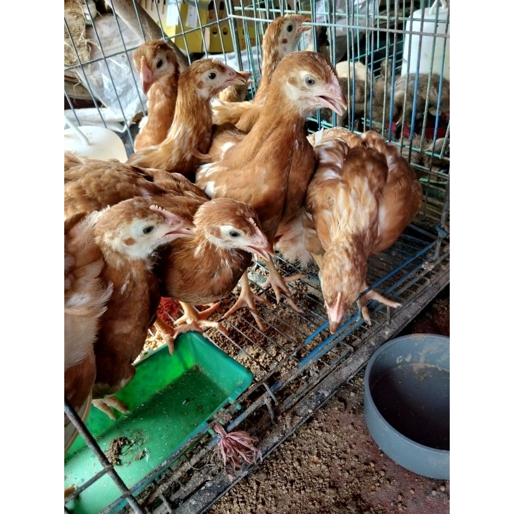 ayam petelur 2 bulan - petelur 2 bulan - ayam telur 2 bulan  - ayam merah 2 bulan