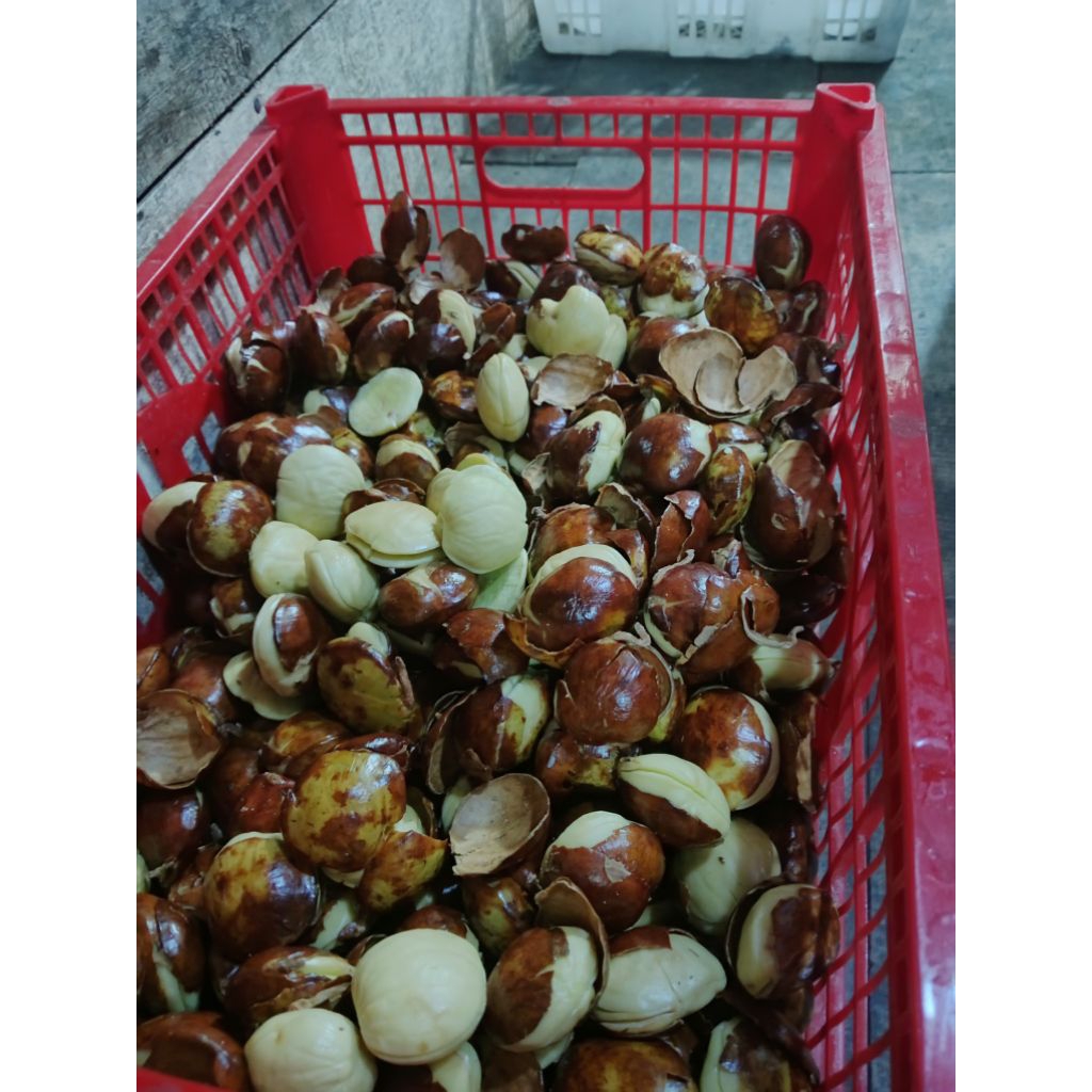 

Jengkol kupas tua/200 gr