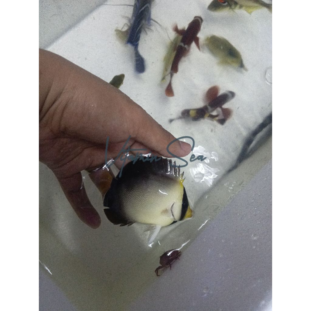 Ikan Air Laut Angel Marmut