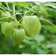 

Daun ciplukan segar/ cecendet segar 1kg