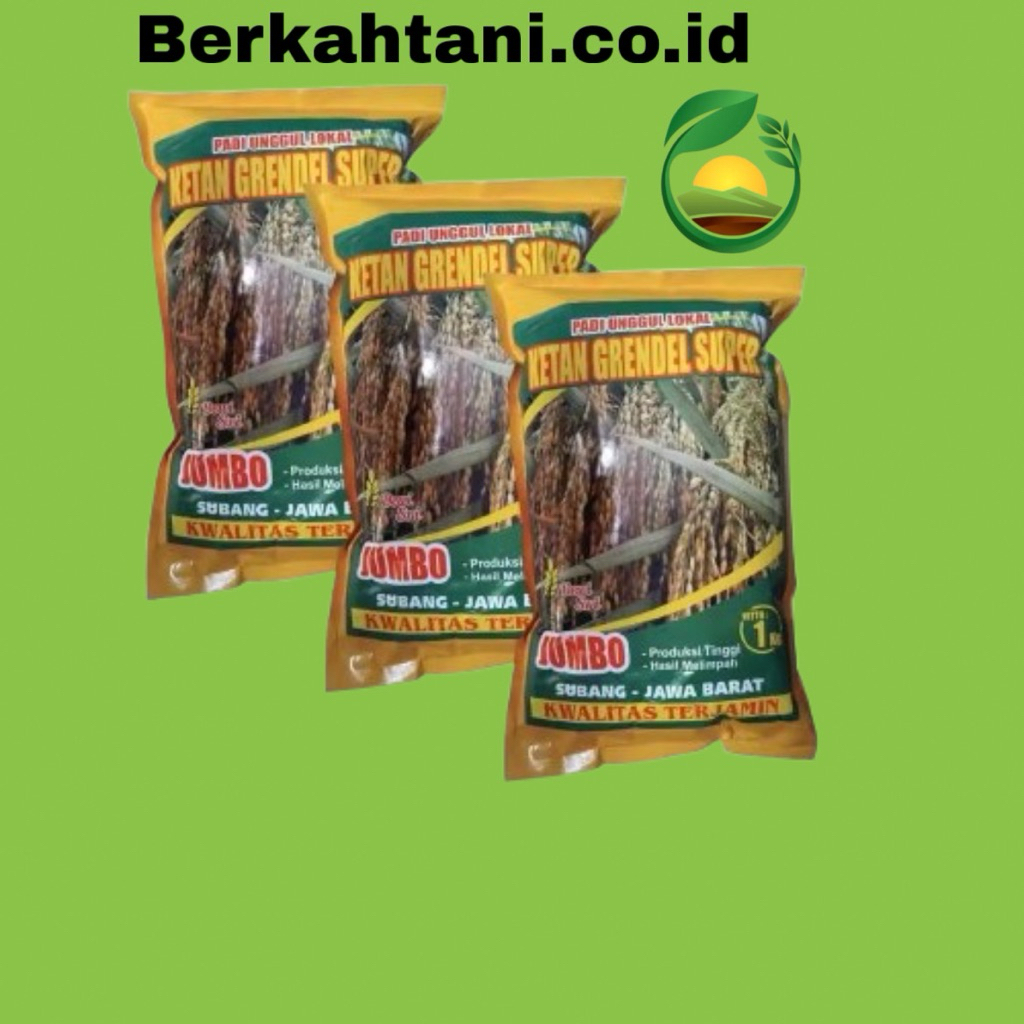 Benih Ketan Grendel Super 1 kg Benih Padi Ketan Putih Dewi Sri Premium Benih Ketan Mapan