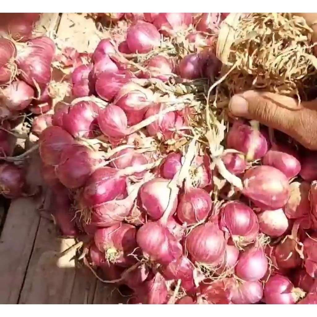 

bawang merah super (terima grosir&reseller)