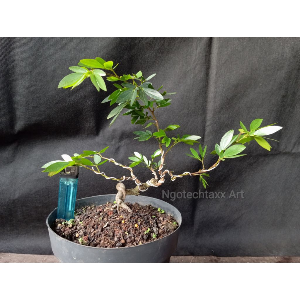 bahan bonsai kaliandra surinamensis
