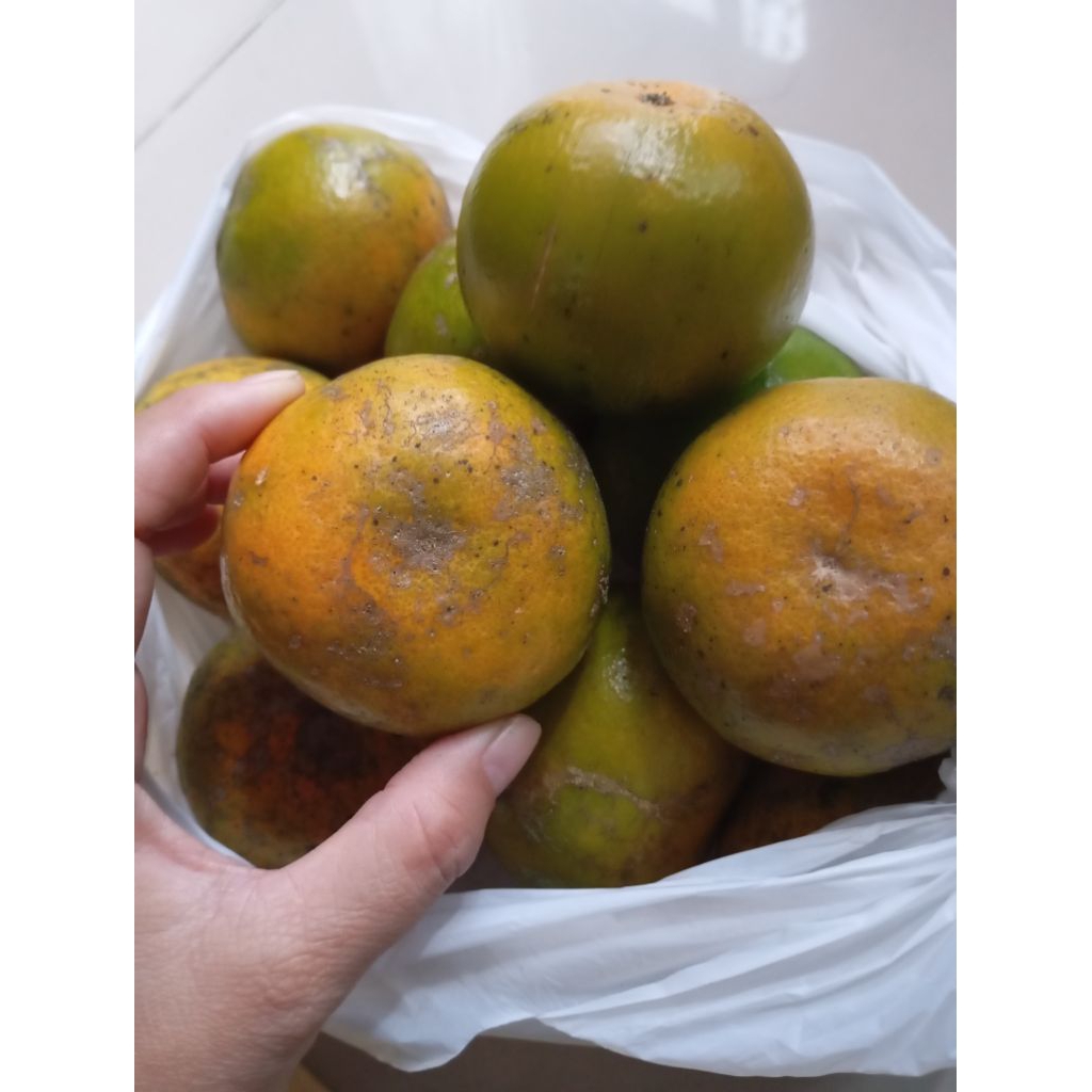 

Jeruk 1kg 1 kilo buah