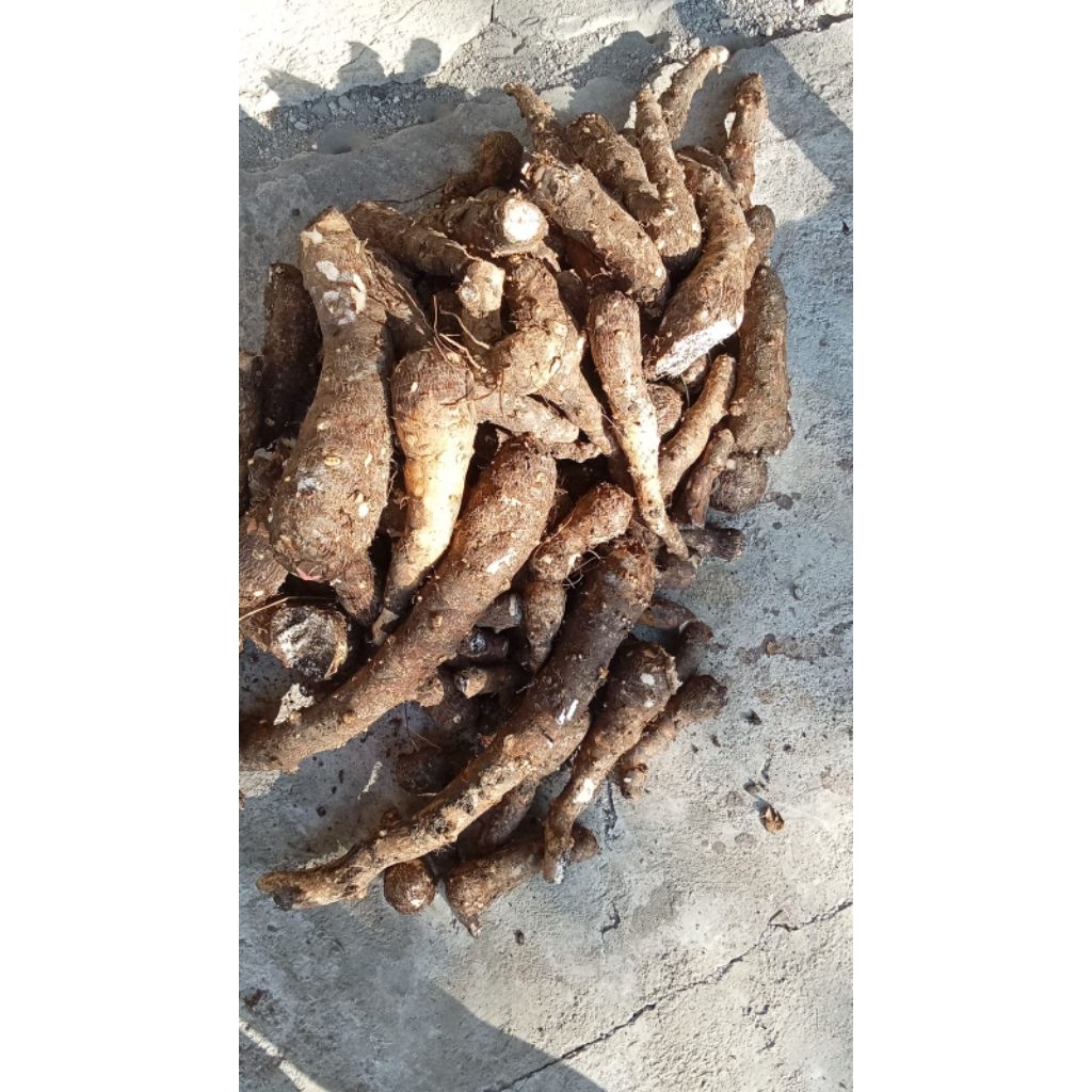 

ubi talas / enthek mbothe segar