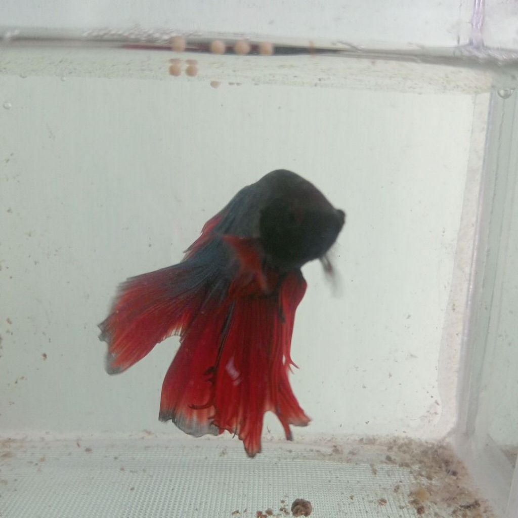 ikan cupang paket isi 10 ekor