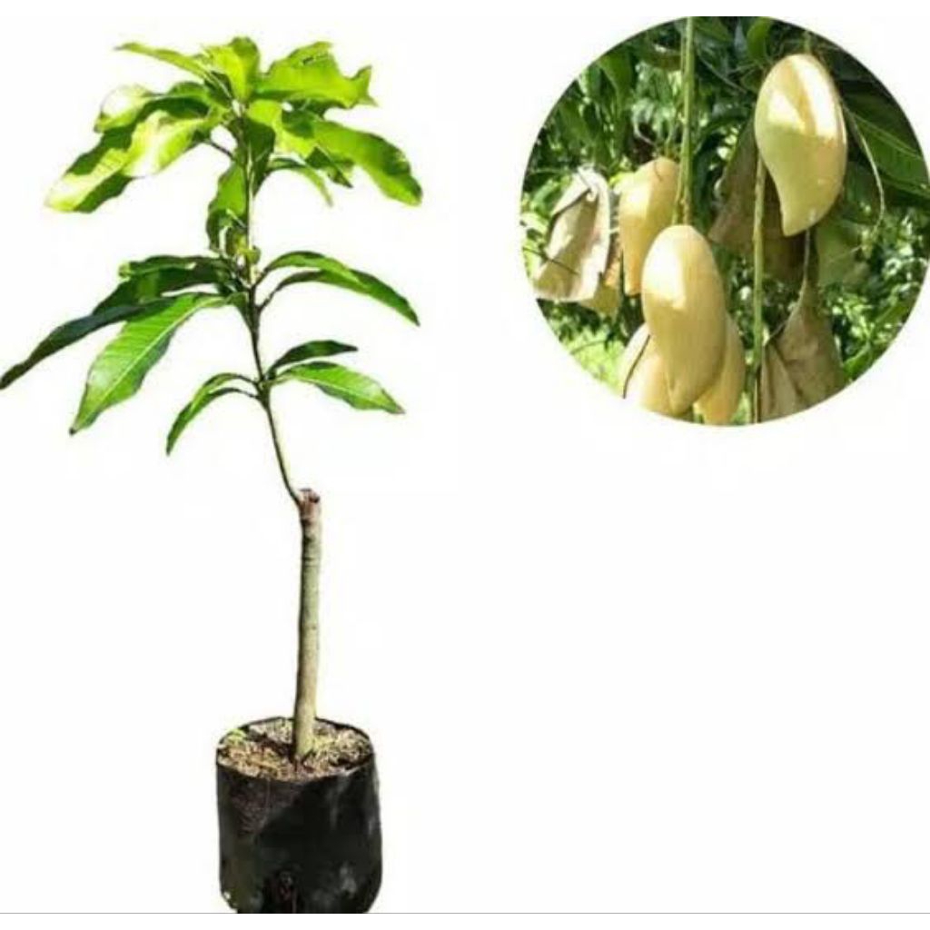 Bibit Mangga Golden