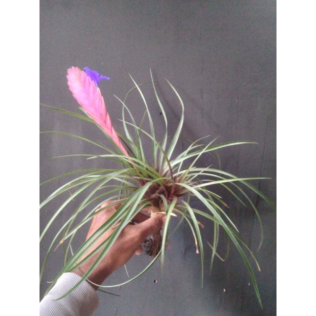tilandsia cyanea #airplant #tilandsia #tanamanhias