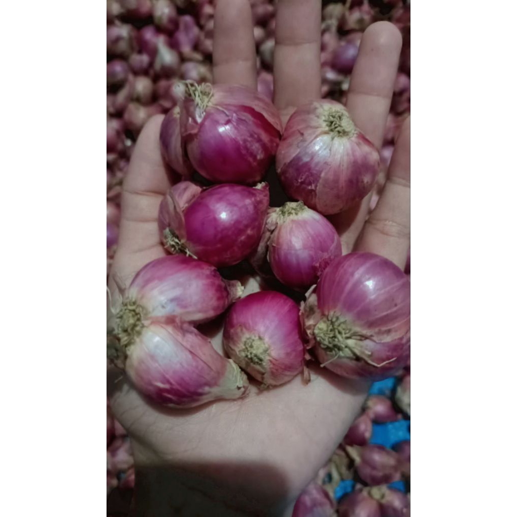 

BAWANG MERAH BESAR 1KG GARING SRINGG