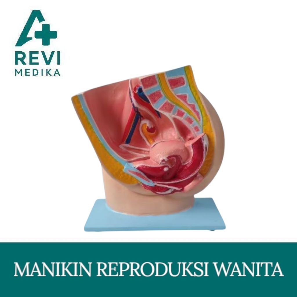Phantom Manikin Reproduksi Wanita / Manekin Reproduksi Wanita