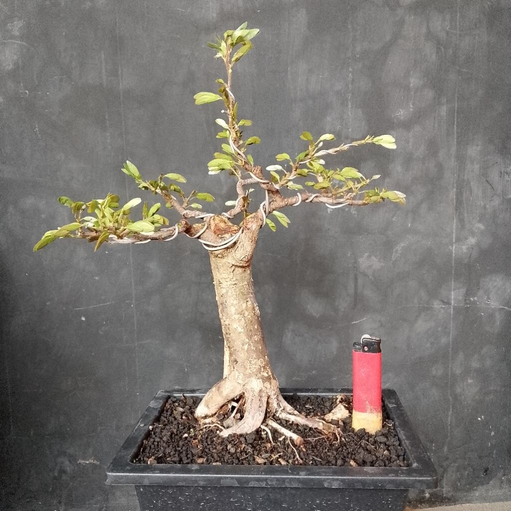 Bonsai kaliandra bunga pink