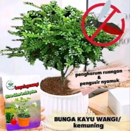Tanaman Kayu wangi