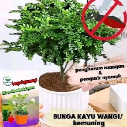 bibit tanaman bunga kayu wangi-asli, pengusir nyamuk, aroma terapi