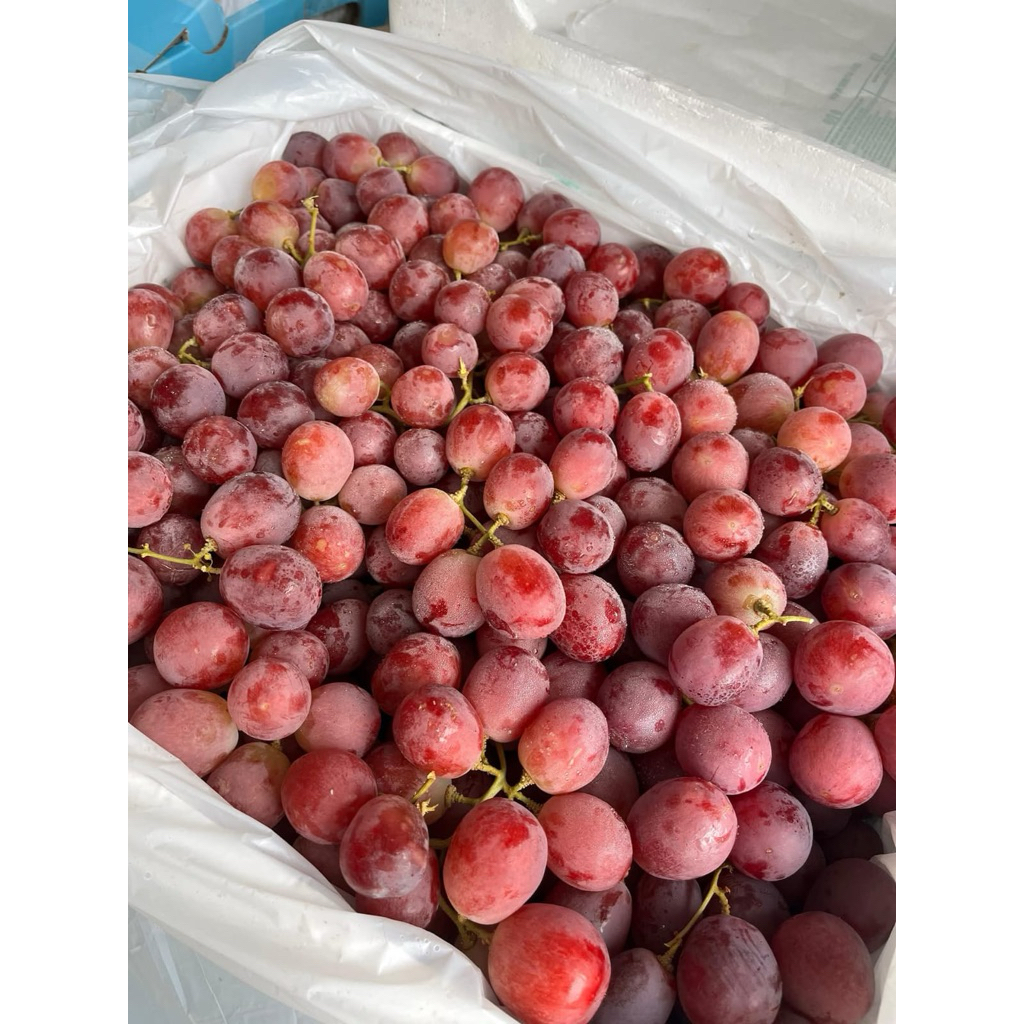 

buah anggur redglobe